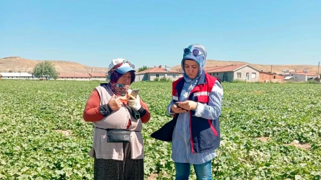 Afyonkarahisar İl Tarım, kornişonda pestisit denetimi yaptı