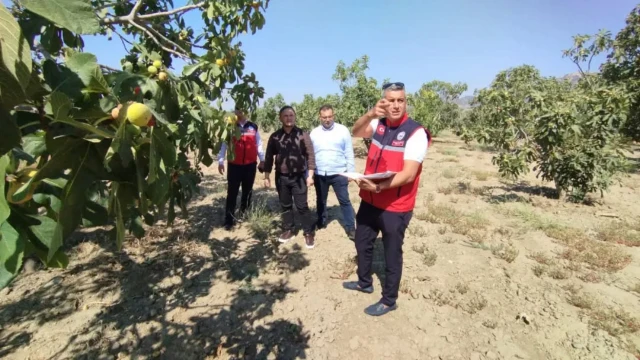 Aydın’da incir bahçeleri ve depolarında kontroller sürüyor