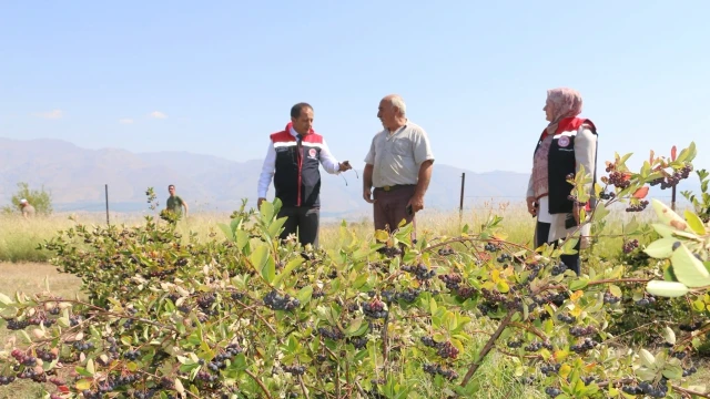 Erzincan’da aronya üretimi için hasat hazırlığı başladı
