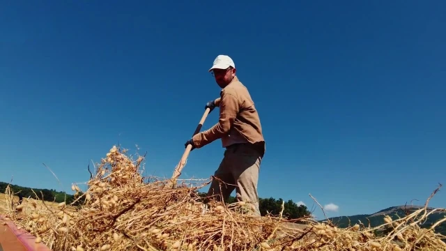 Suluova’da nohut hasadında aile ve komşu dayanışması
