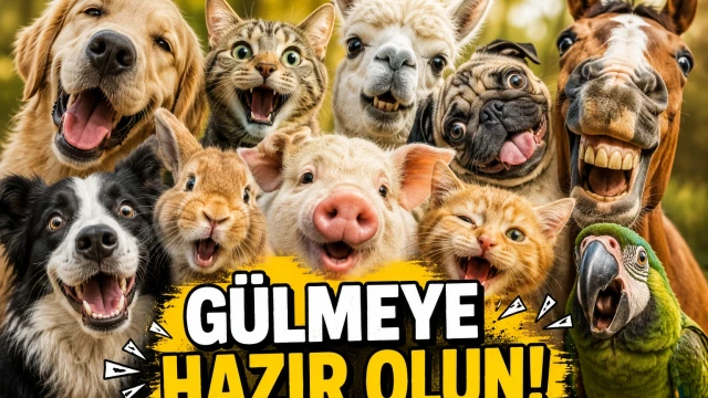 Modunuzu Yükseltecek Komik Hayvanlar